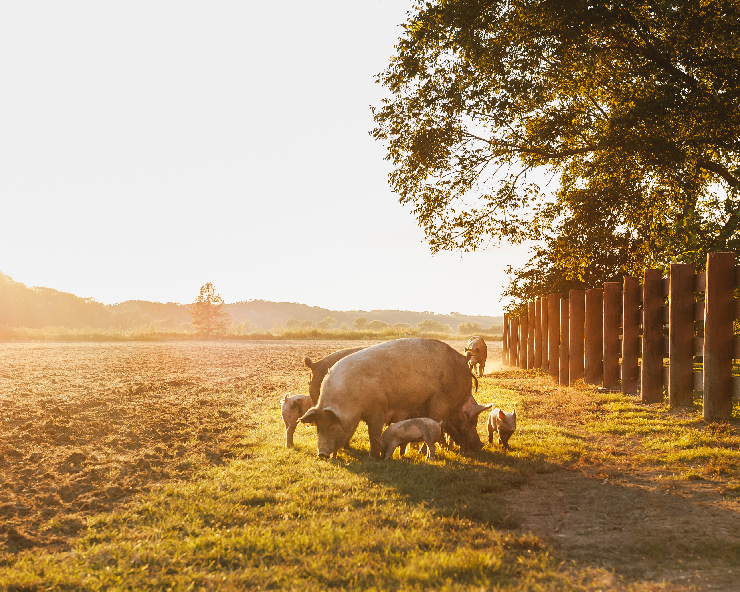 Pig and piglets in a field