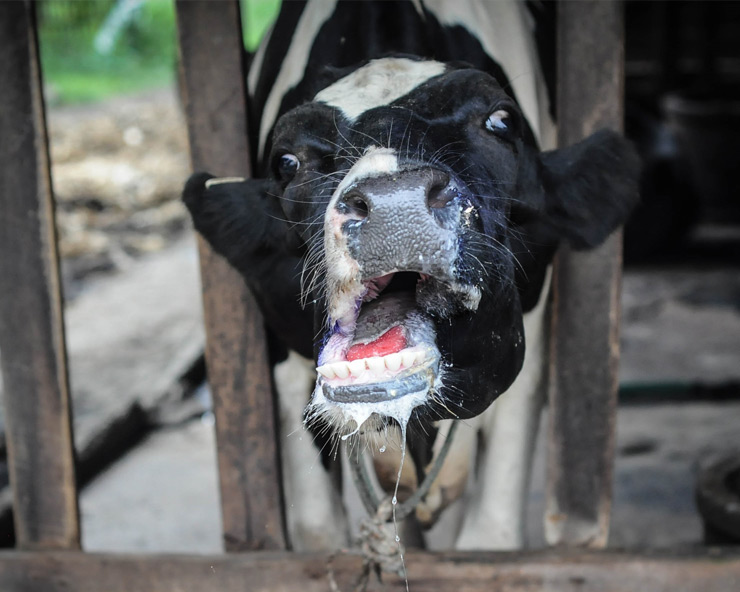 Drooling cow