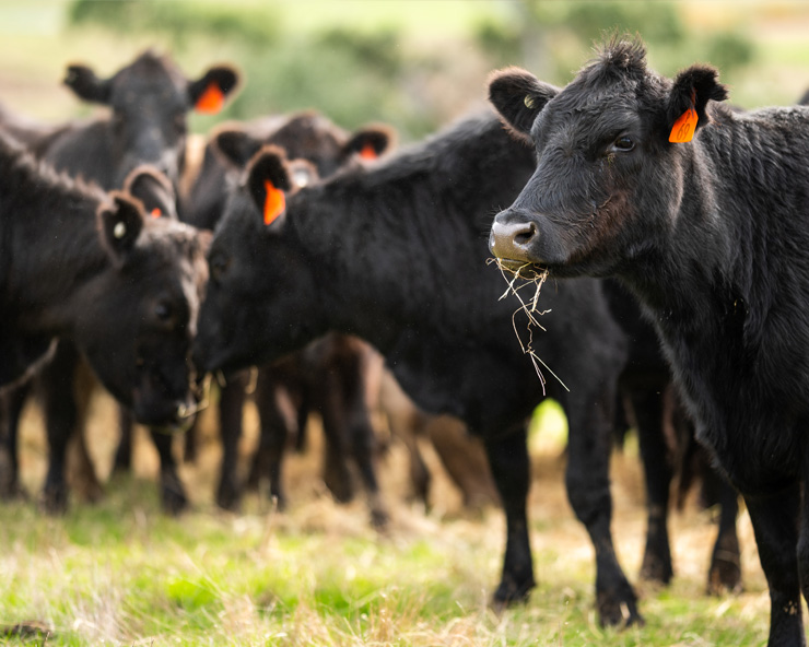 Herd of black cattle graze on a grassy field.