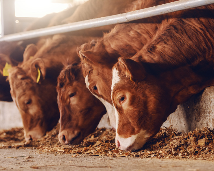 Red calves eat forage at a feed bunk.