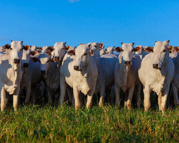 Herd of Nellore cattle