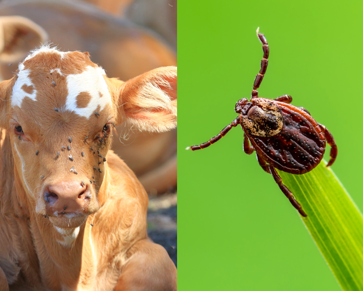 The left picture shows a young, tan calf laying down with flies on its face. The right picture shows a tick on the end of a blade of grass.