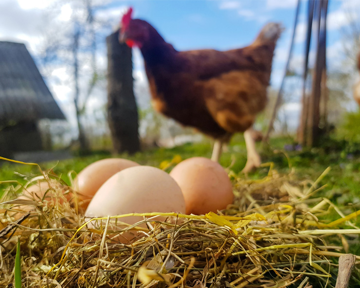 Eggs sit in a small pile of straw while a red hen walks in the background.
