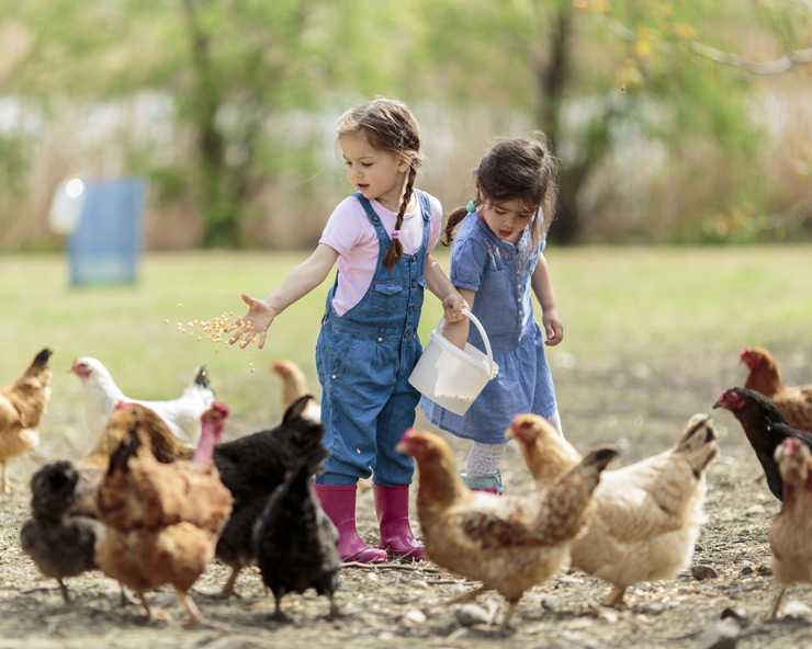 Two young girls feed a colorful flock of hens.