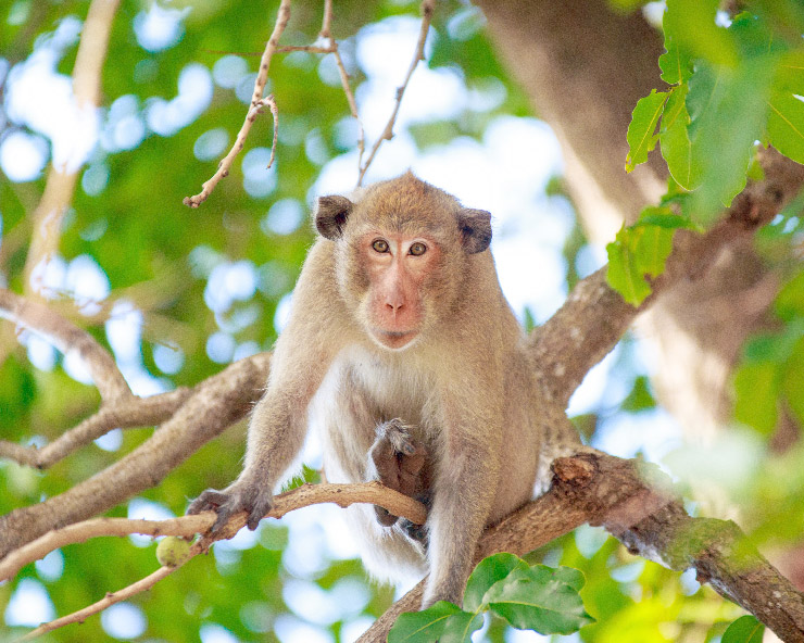 Monkey sits on a branch in a leafy area.