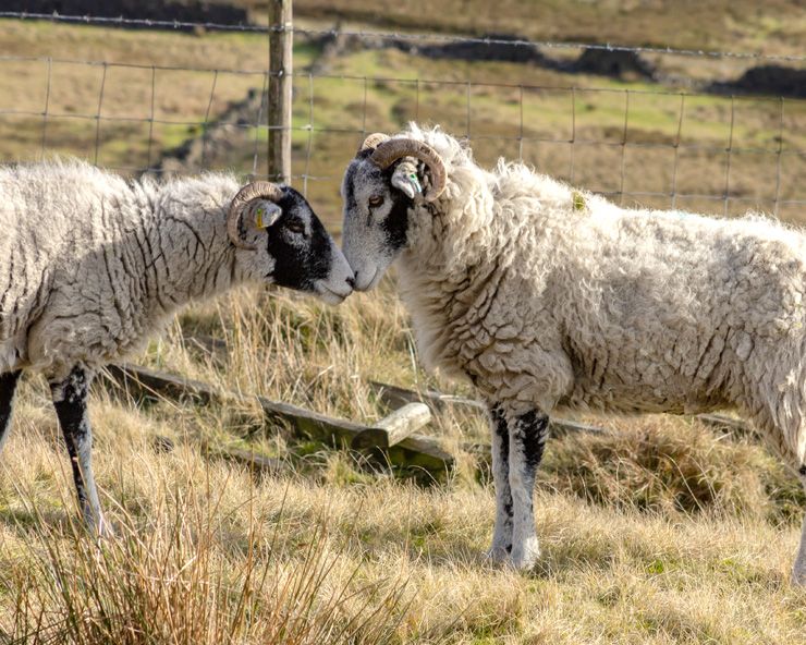 Two sheep touch noses on a pasture.