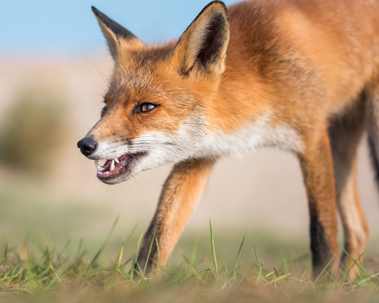 A red fox shows its teeth and stalks forward.