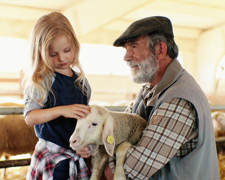 Old man holds a lamb while young girl pets it in a barn.