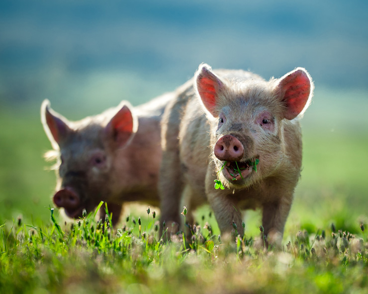 Two piglets munch on grass in the warm morning sun.