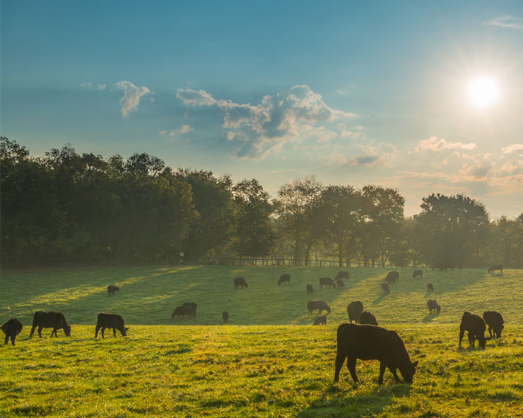 Beef cows graze on lush green grass in the morning sun.