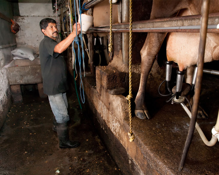 Man milks a brown cow in a slant parlor.