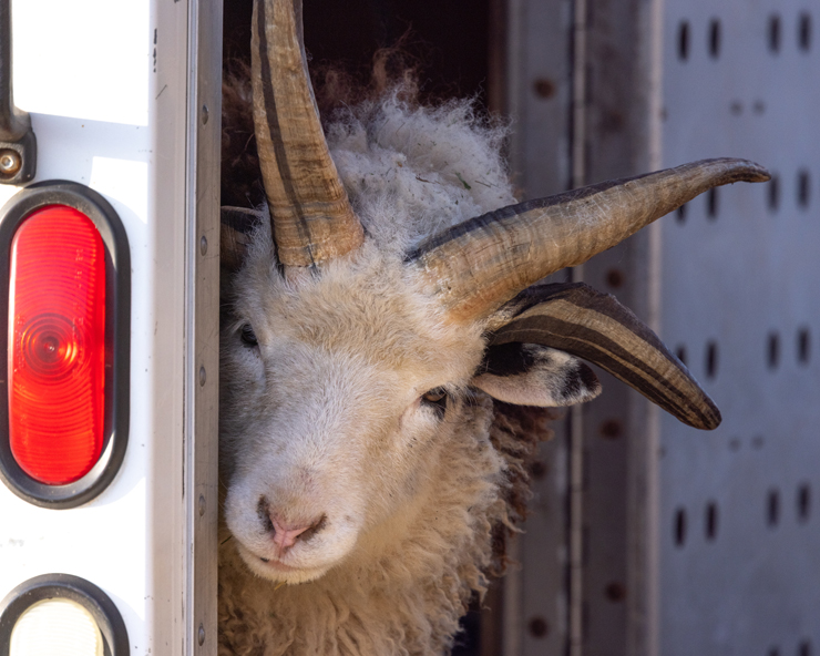 A Jacob ram peaks out the back of a trailer door.