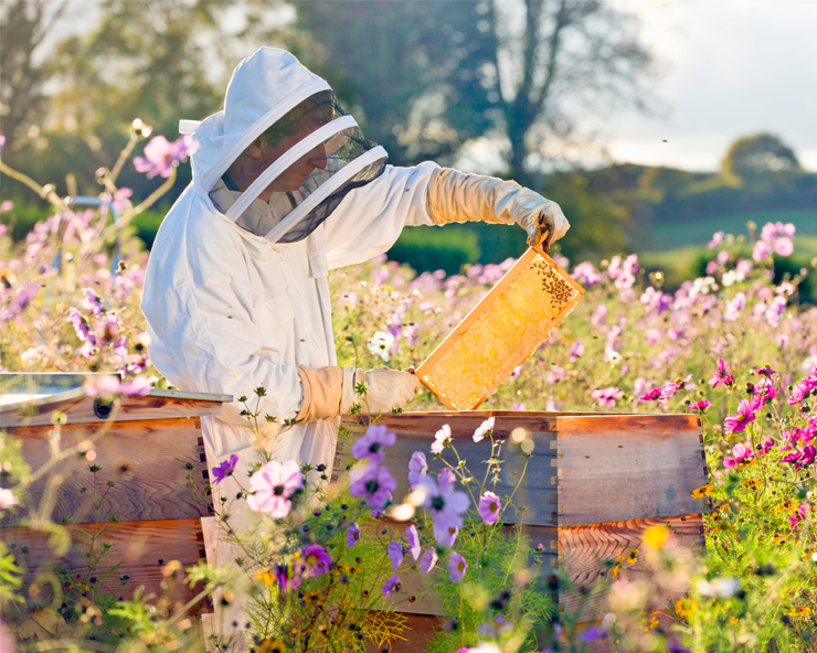 I. Introduction to Beekeeping and Organic Pest Control