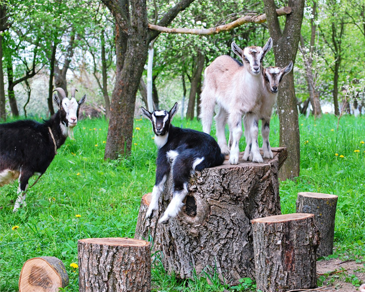 Two multicolored young goats sit on cut stumps in a wooded area.