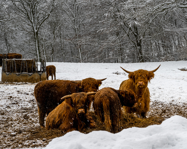 A group of highland cattle lay on a snowy area while others eat from a round bale feeder near snow covered trees.