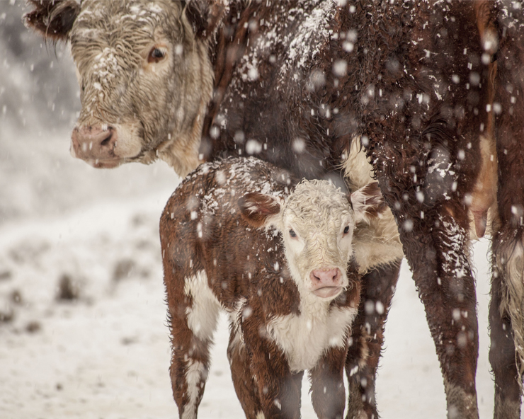 Hereford calf tucks into mom as it snows.