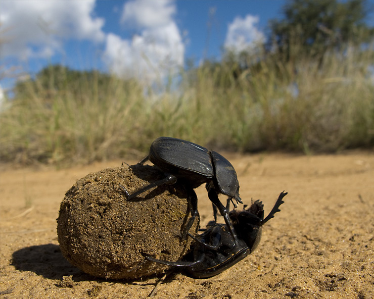 A dung beetle sits on a pile of feces on a dusty road.