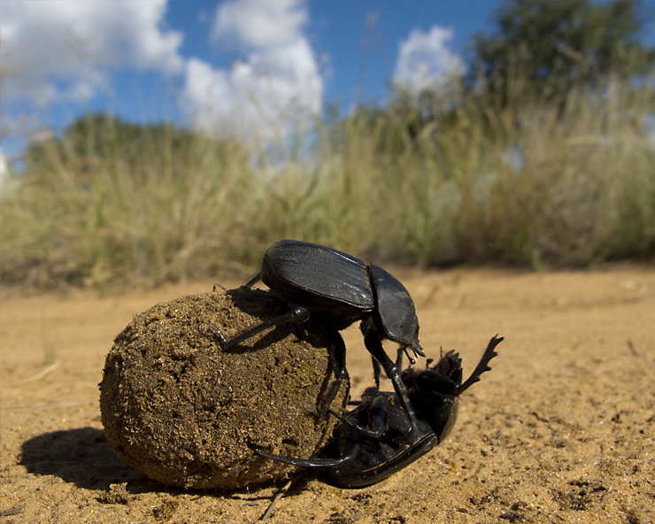 Dung Beetles: The Organic/Alternative Farmer's Hidden Helper - The  Livestock Project