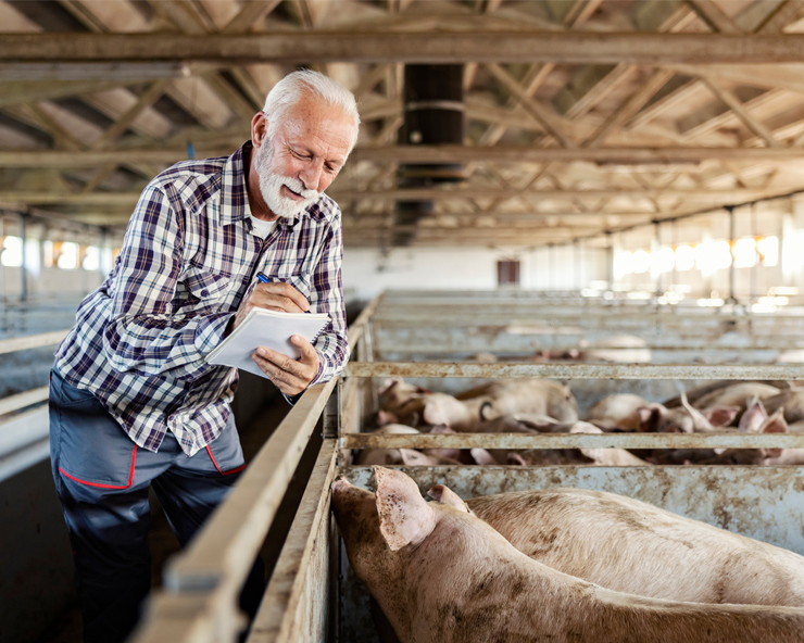 Elderly man takes notes outside a pig pen in a shed.