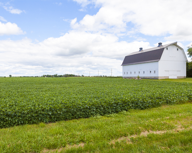 A photo of green, knee-high field beans under a bright blue sky on a sunny day with a white old-style barn behind the field.