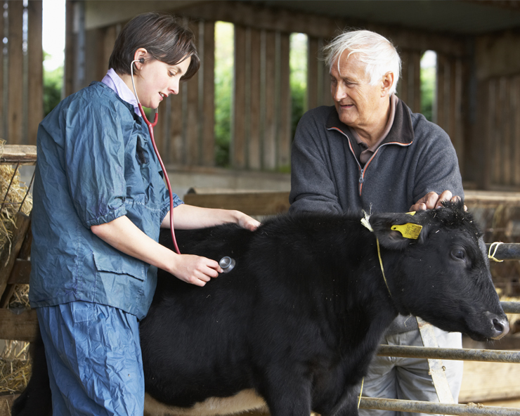 A vet dressed in a protective suit examine a sick Holstein calf while a farmer holds it.