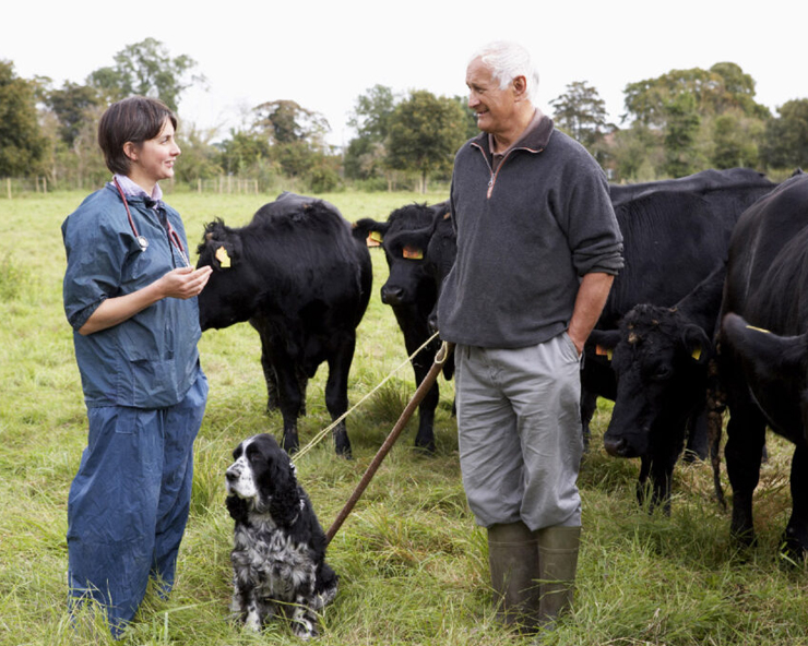 Man talks with female veterinarian in a field with black beef cattle, holding a dog on a leash.