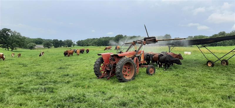 Orange tractors mists water over a group of beef cows in a green pasture.
