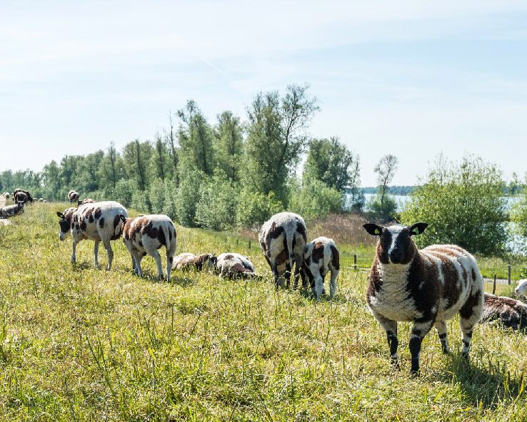 Jacob sheep graze on green pastures on a sunny day.