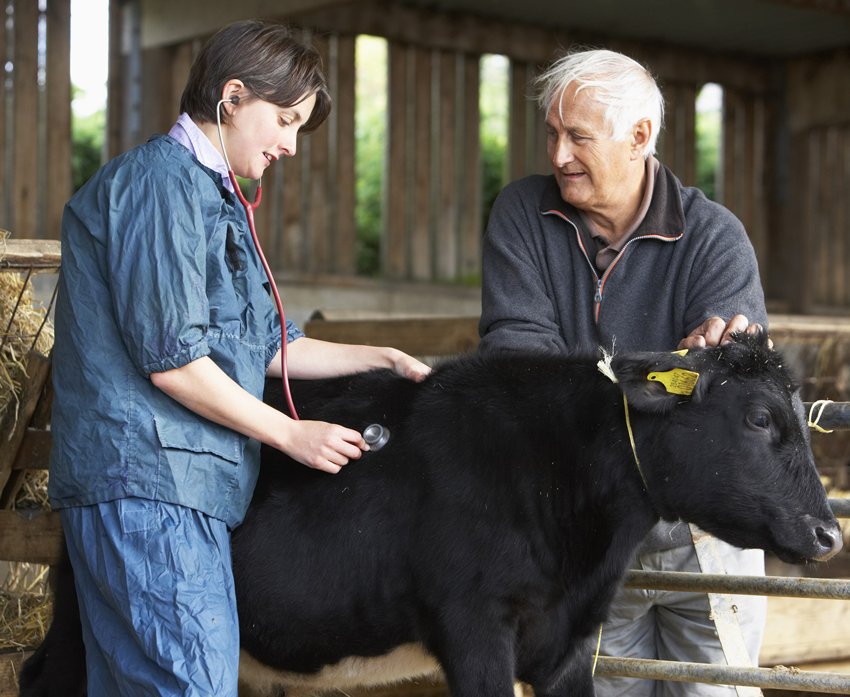 A veterinarian examines a calf with a farmer.