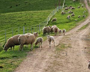 White faced sheep with lambs travel down a path grazing.
