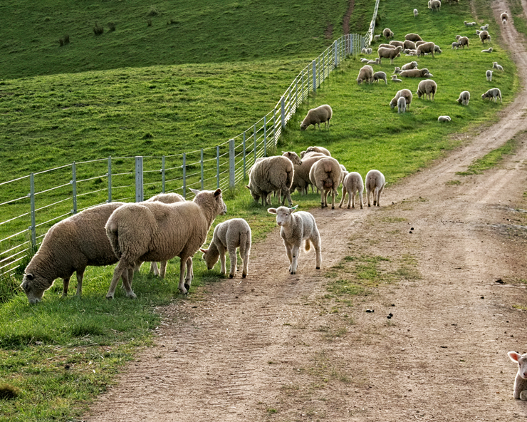 White faced sheep with lambs travel down a path grazing.