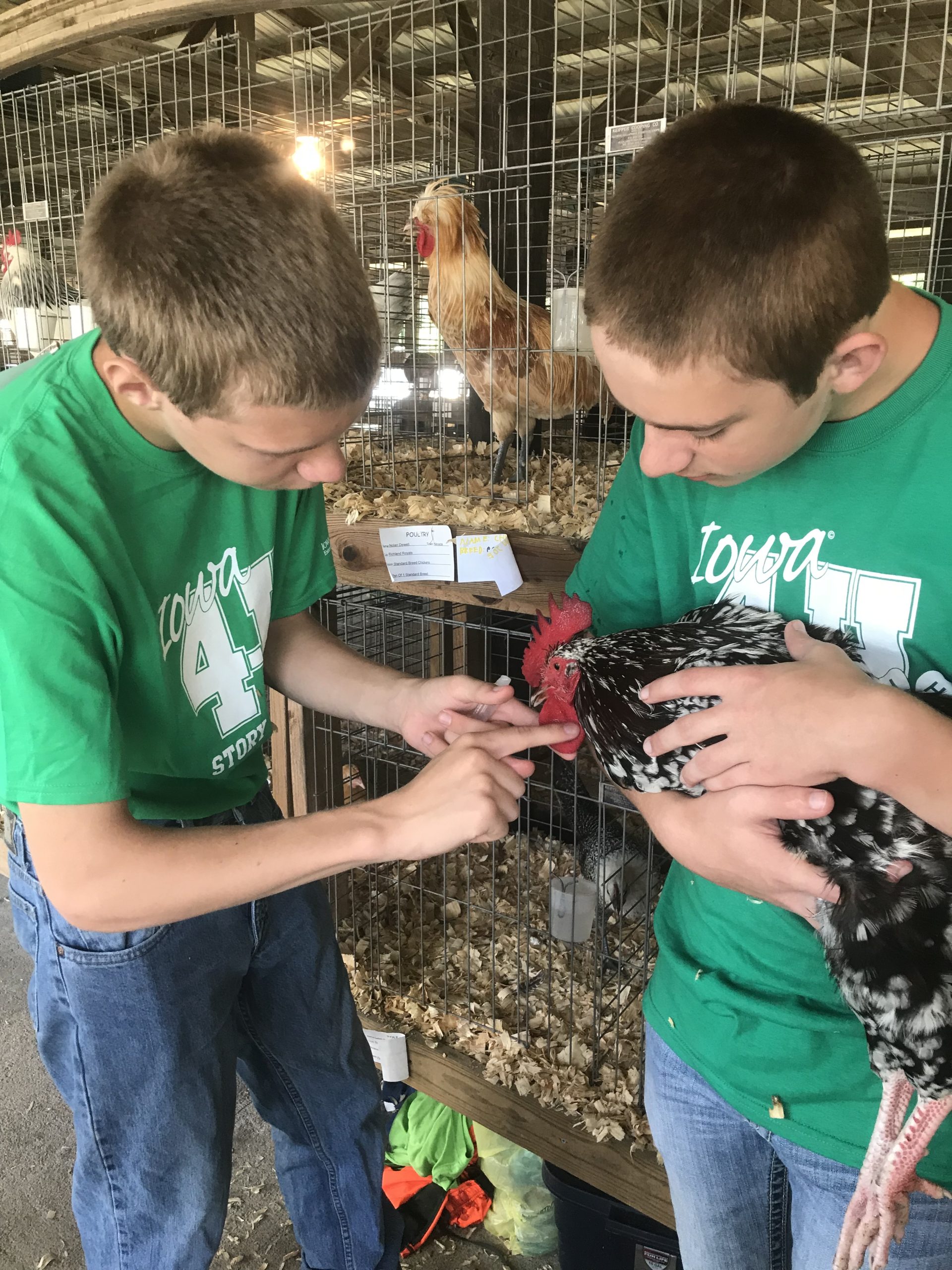 Two youth handling chickens at a fair exhibit